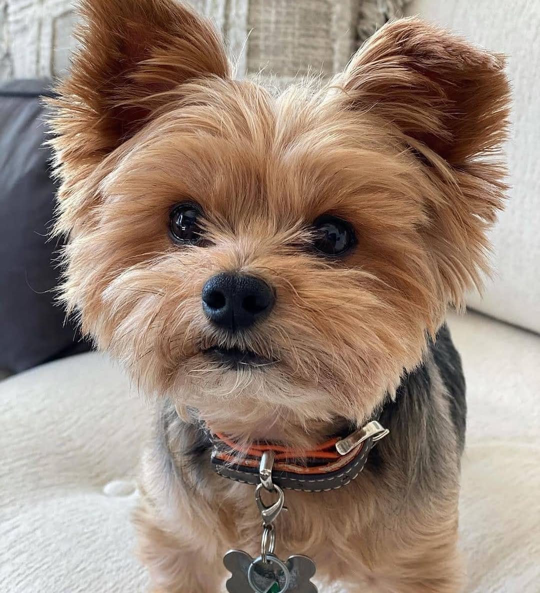 Post 1 by Yorkies Gram on Instagram (image)
