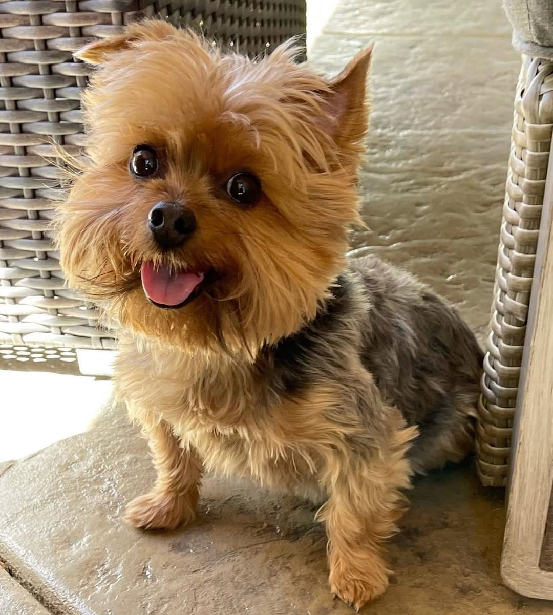 Post 10 by Yorkies Gram on Instagram (image)