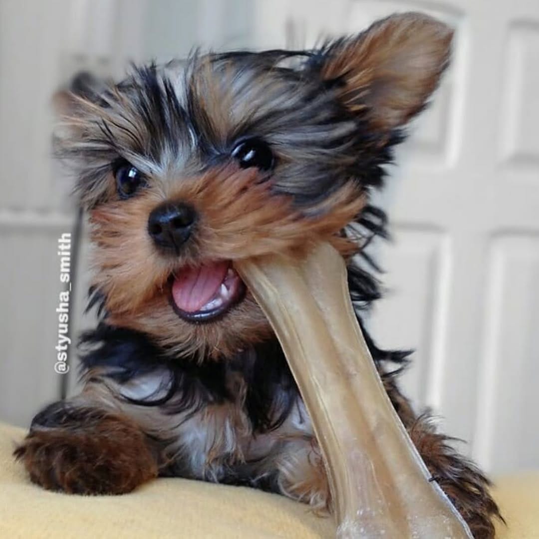 Post 4 by Yorkies Gram on Instagram (image)