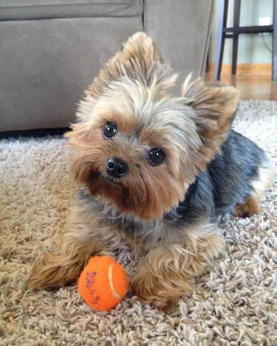 Post 7 by Yorkies Gram on Instagram (image)