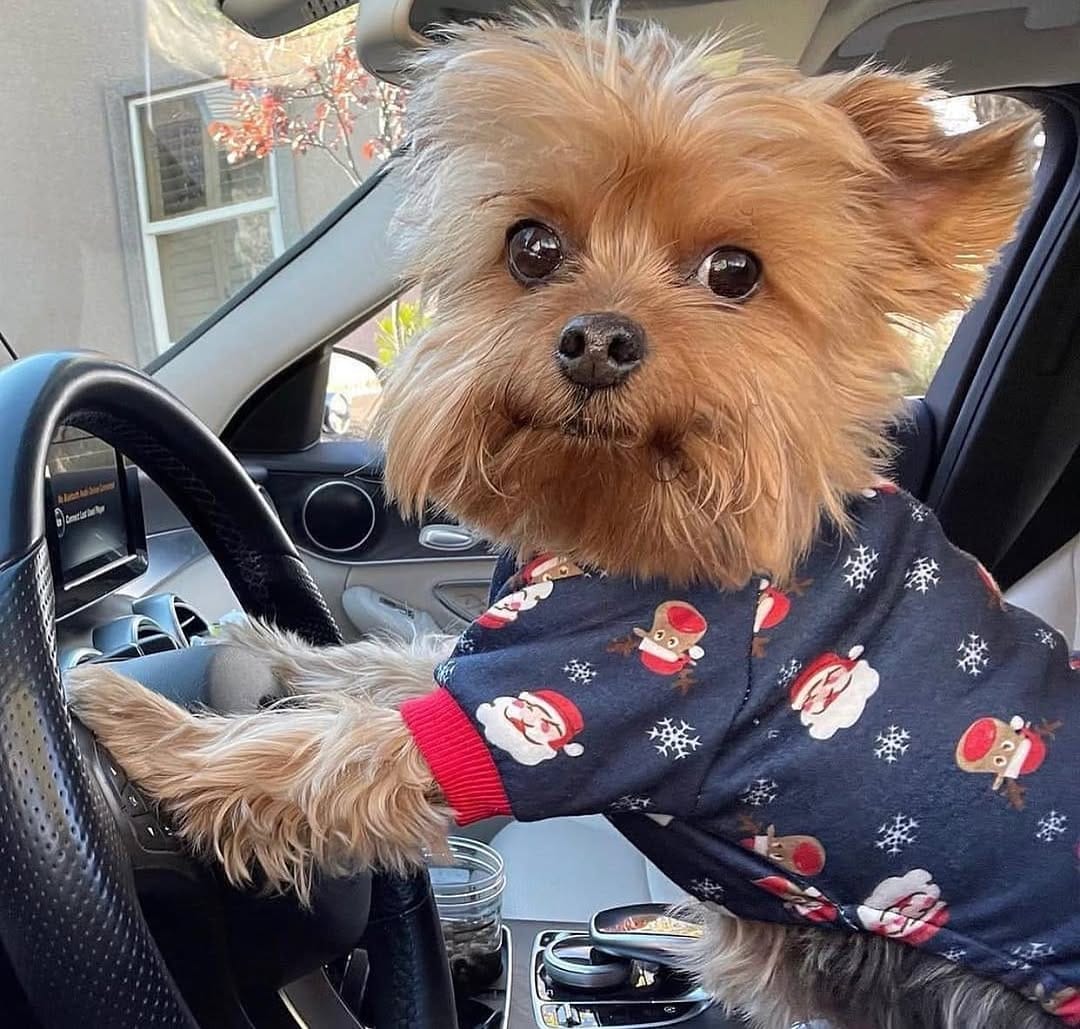 Post 2 by Yorkies Gram on Instagram (image)