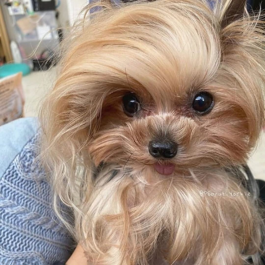 Post 5 by Yorkies Gram on Instagram (image)