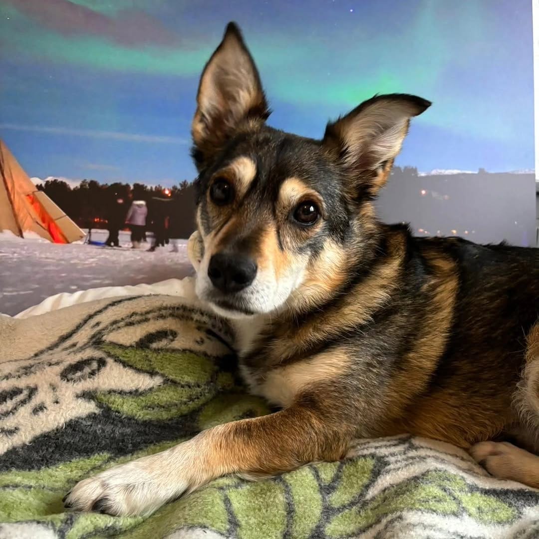 Post 2 by ✨ Der Hund aus dem Ländle✨ on Instagram (image)