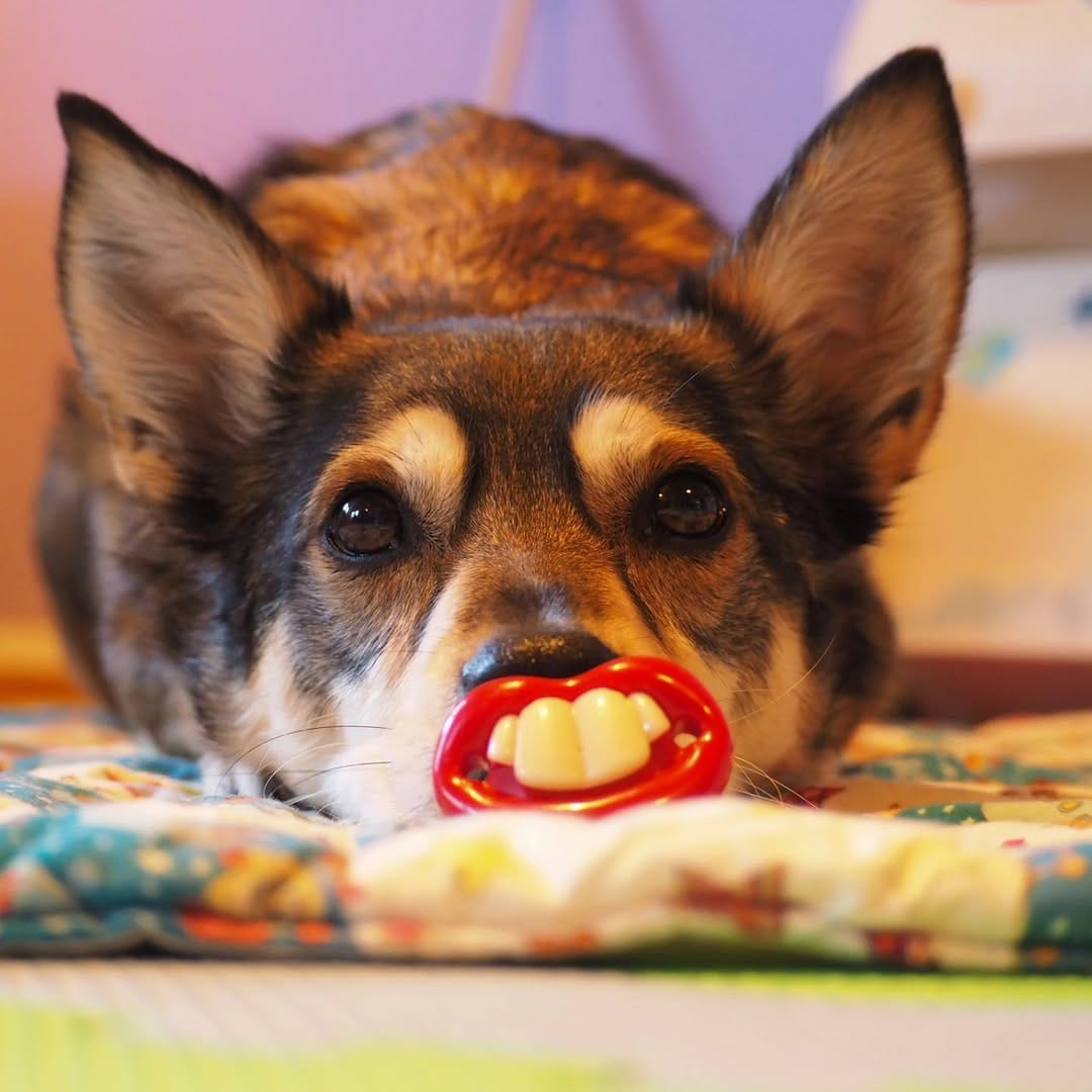 Post 6 by ✨ Der Hund aus dem Ländle✨ on Instagram (image)