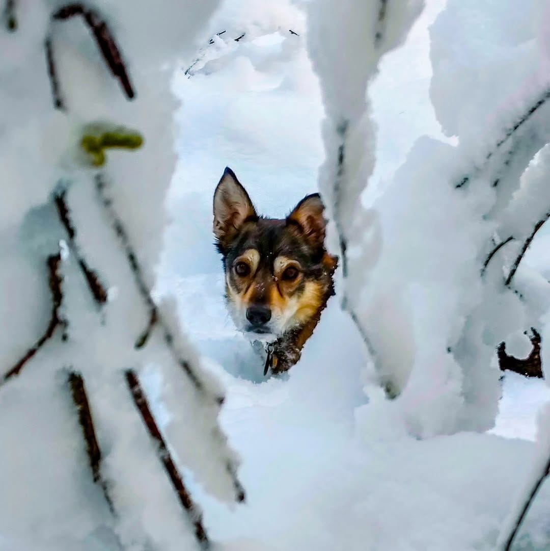 Post 5 by ✨ Der Hund aus dem Ländle✨ on Instagram (image)
