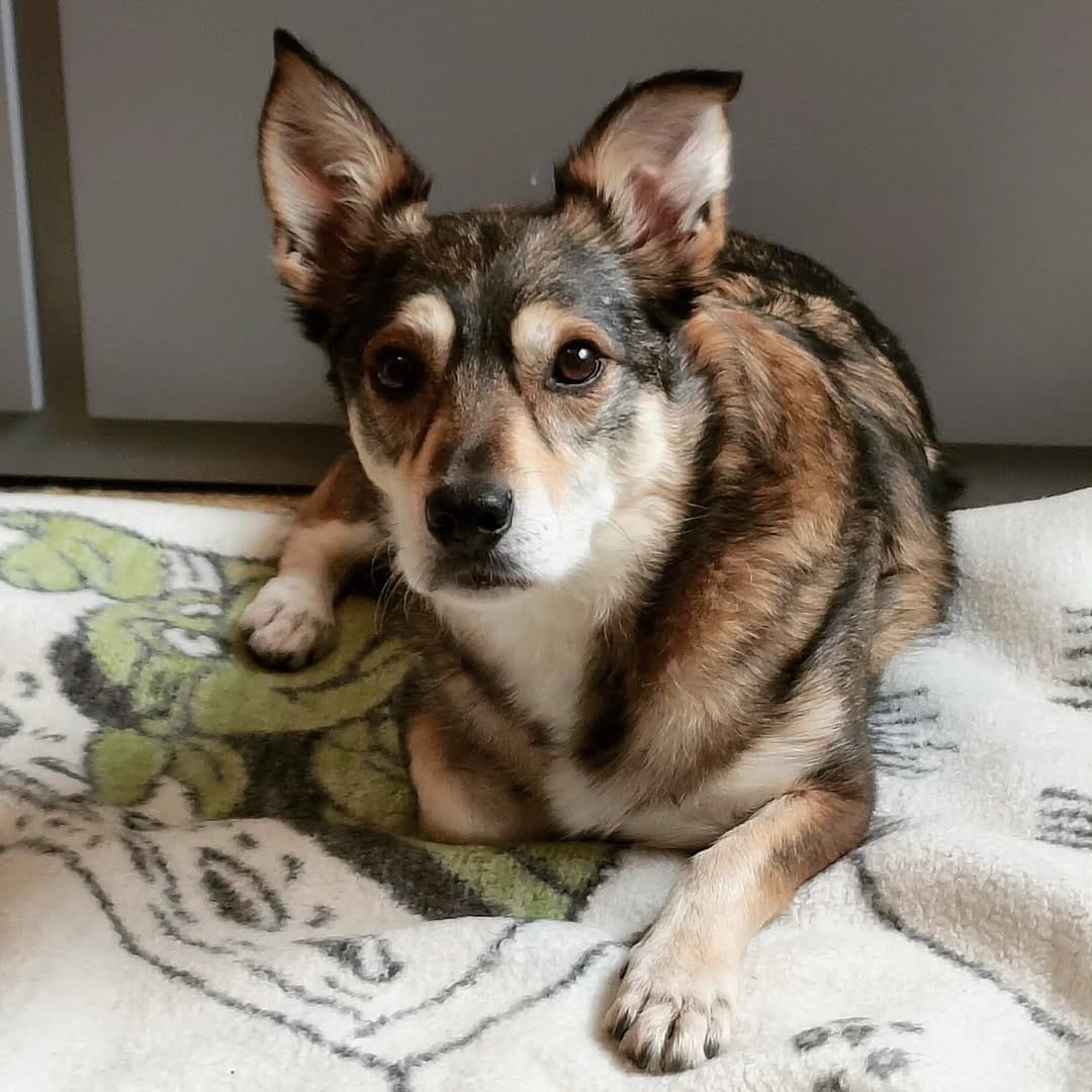 Post 4 by ✨ Der Hund aus dem Ländle✨ on Instagram (image)