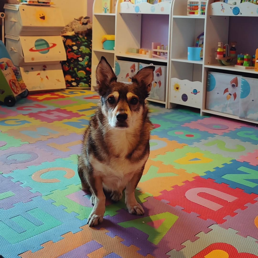 Post 3 by ✨ Der Hund aus dem Ländle✨ on Instagram (image)