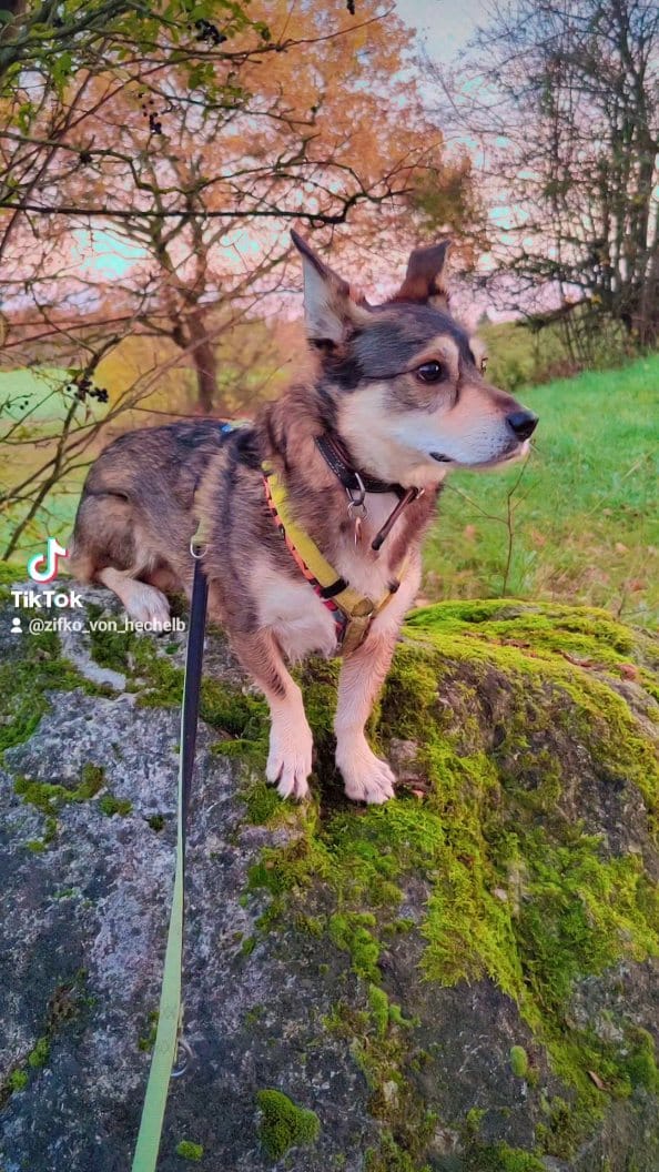 Post 8 by ✨ Der Hund aus dem Ländle✨ on Instagram (video)