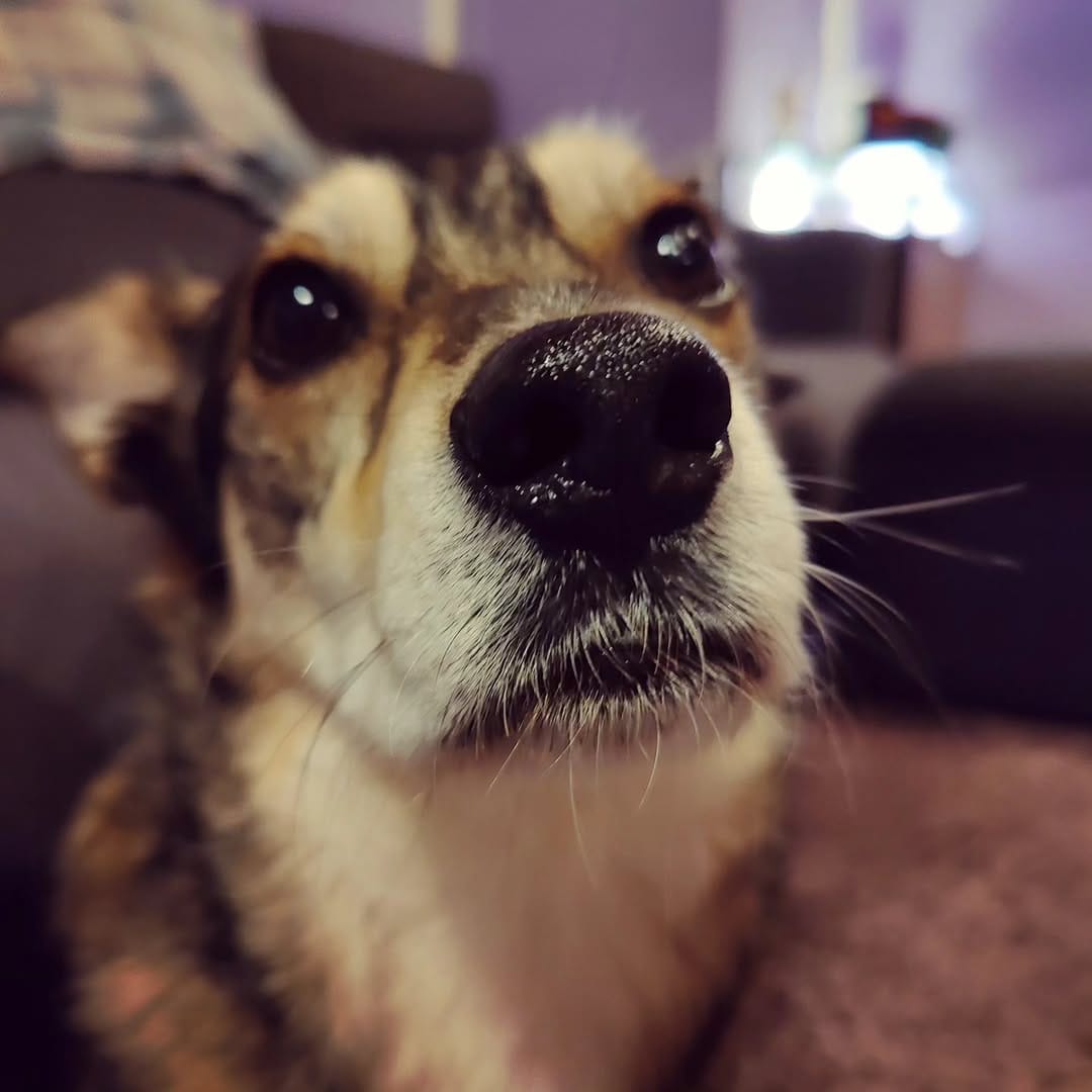 Post 10 by ✨ Der Hund aus dem Ländle✨ on Instagram (image)
