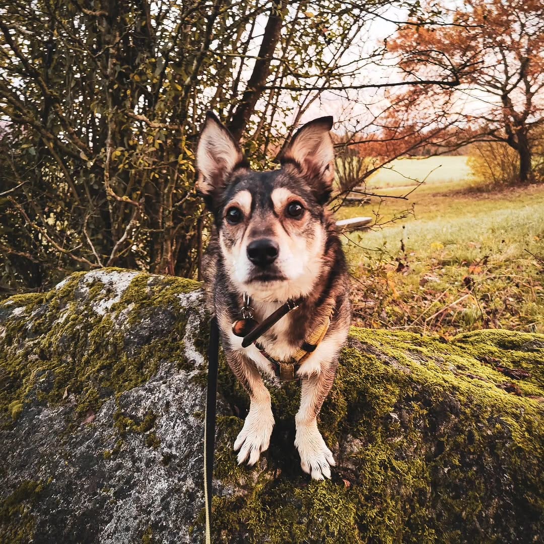 Post 9 by ✨ Der Hund aus dem Ländle✨ on Instagram (image)