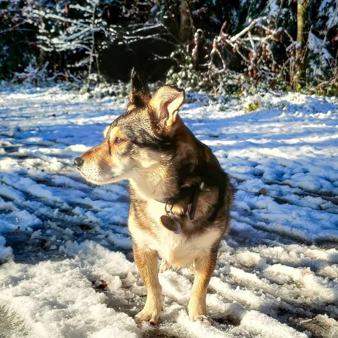 Post 7 by ✨ Der Hund aus dem Ländle✨ on Instagram (image)