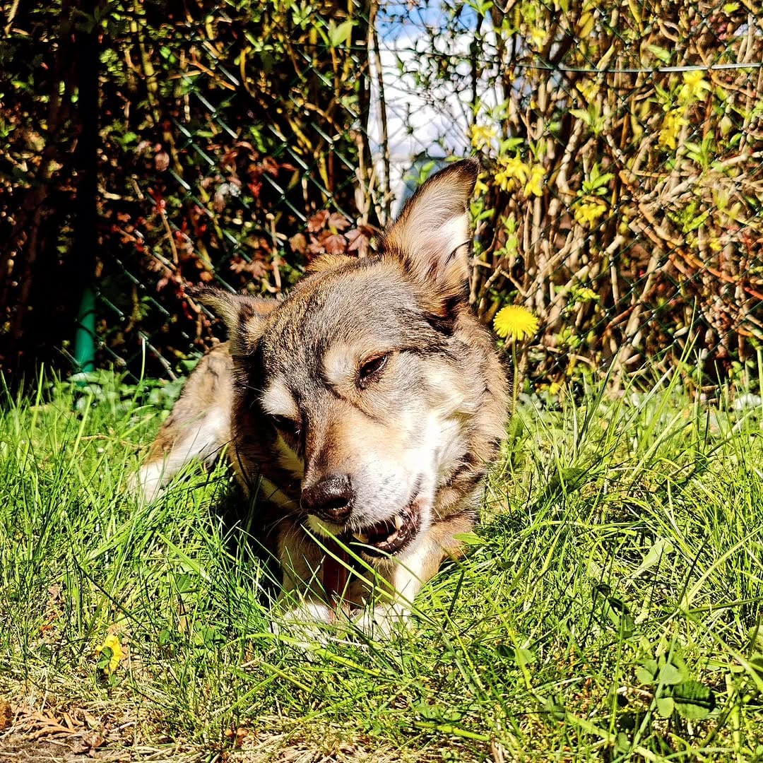 Post 1 by ✨ Der Hund aus dem Ländle✨ on Instagram (image)