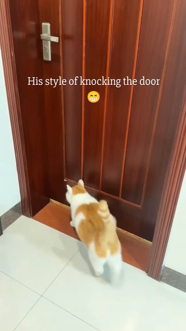 Post 8 by pawzzeltv on Instagram (video)
