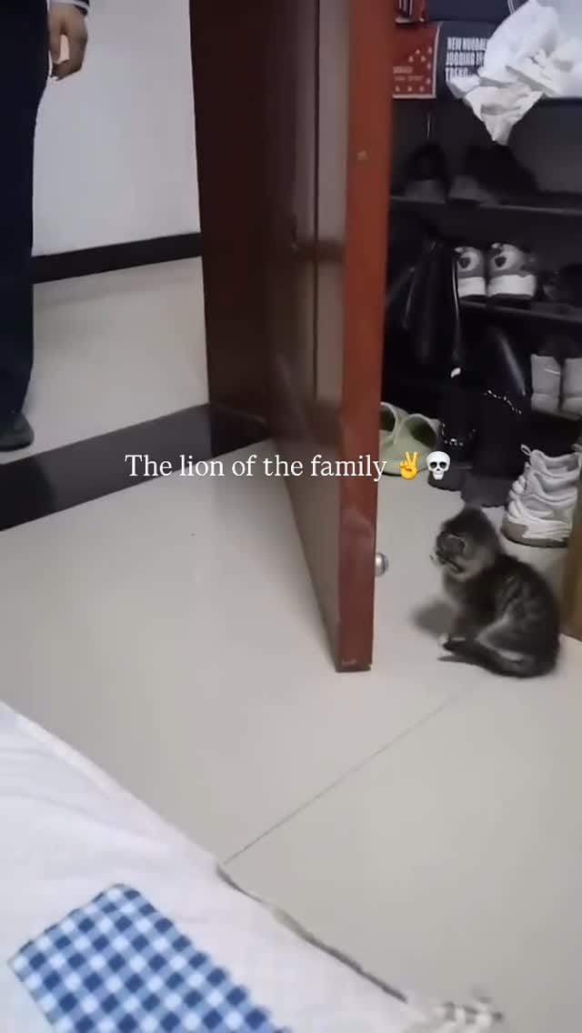 Post 3 by pawzzeltv on Instagram (video)