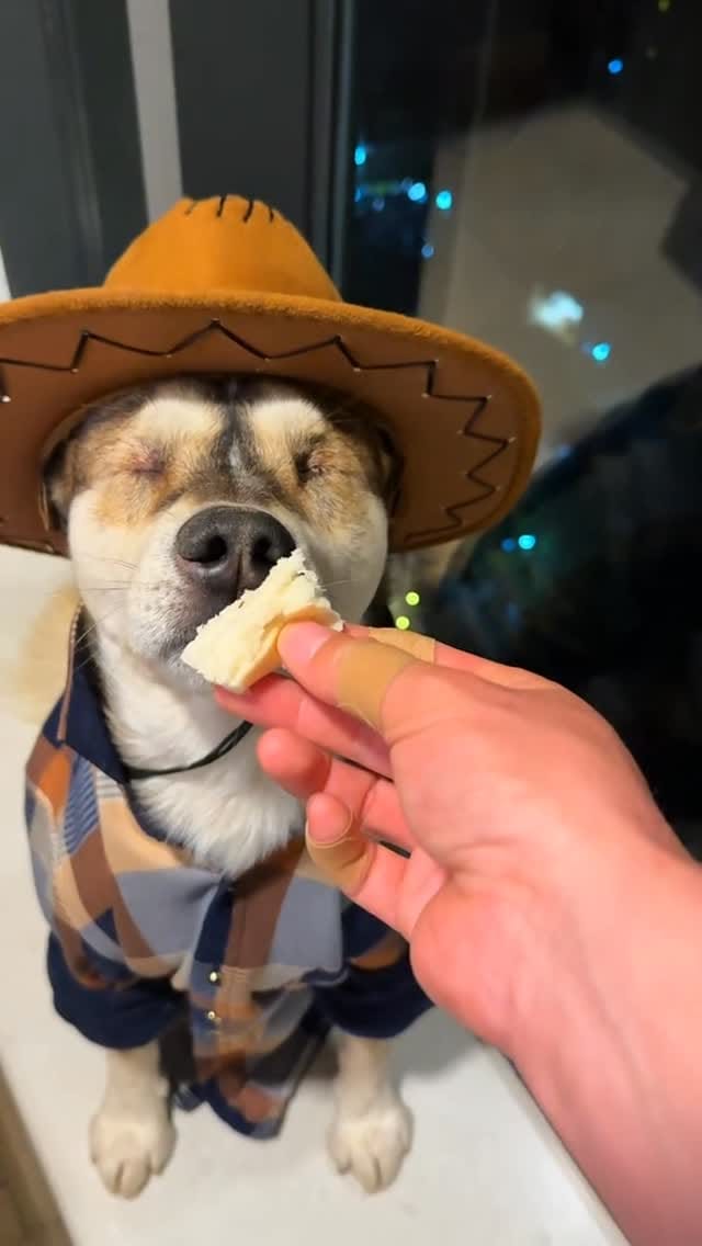 Post 4 by pawzzeltv on Instagram (video)