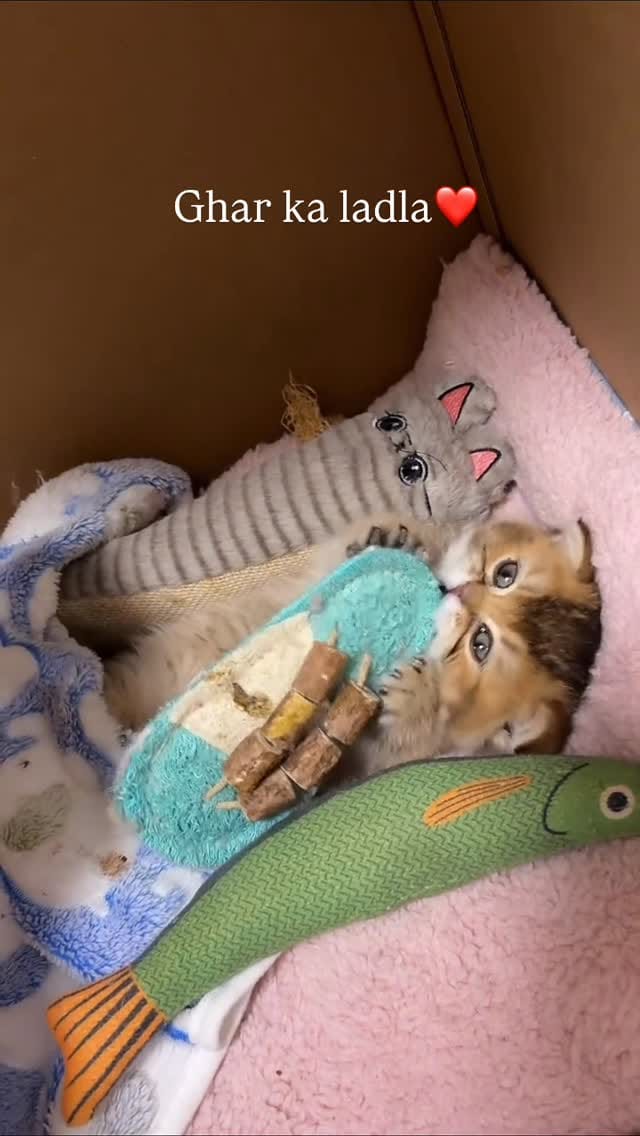 Post 2 by pawzzeltv on Instagram (video)