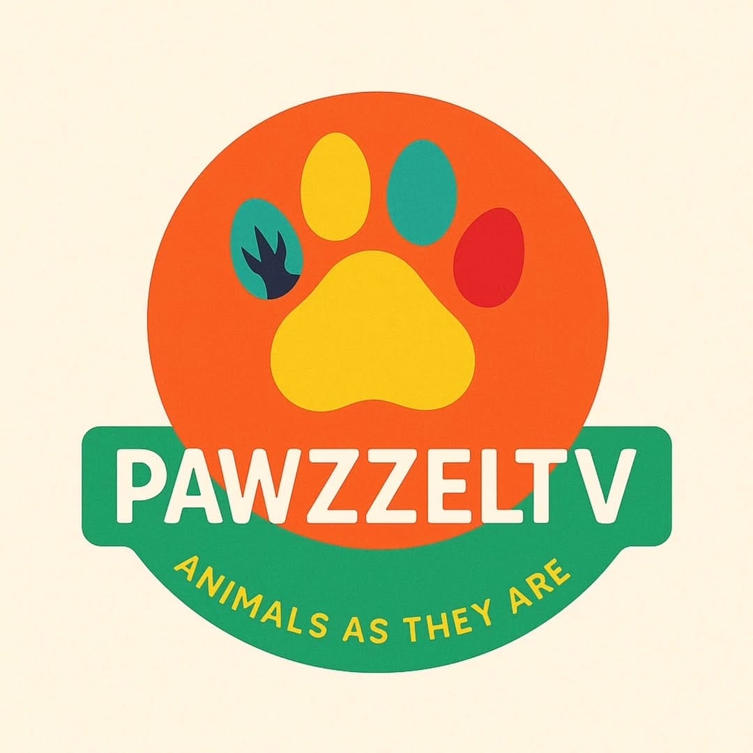 Post 10 by pawzzeltv on Instagram (image)