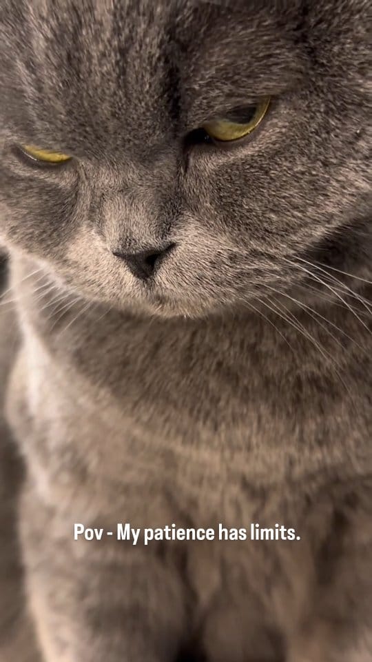 Post 9 by pawzzeltv on Instagram (video)