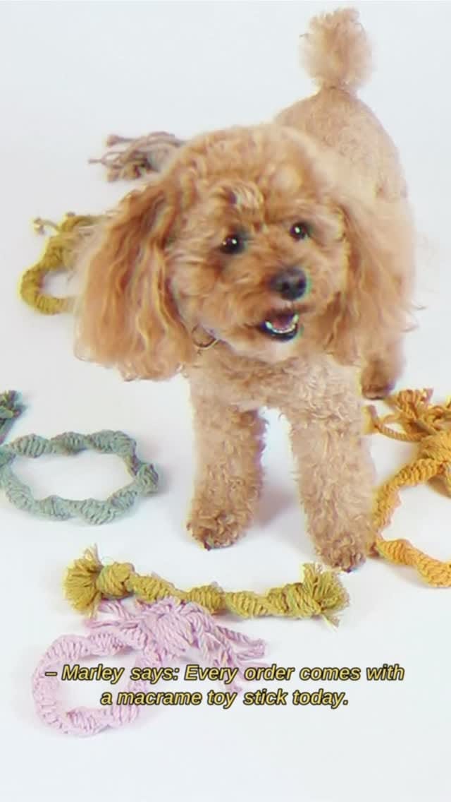 Post 4 by Sustainable & Eco-friendly Dog Brand on Instagram (video)