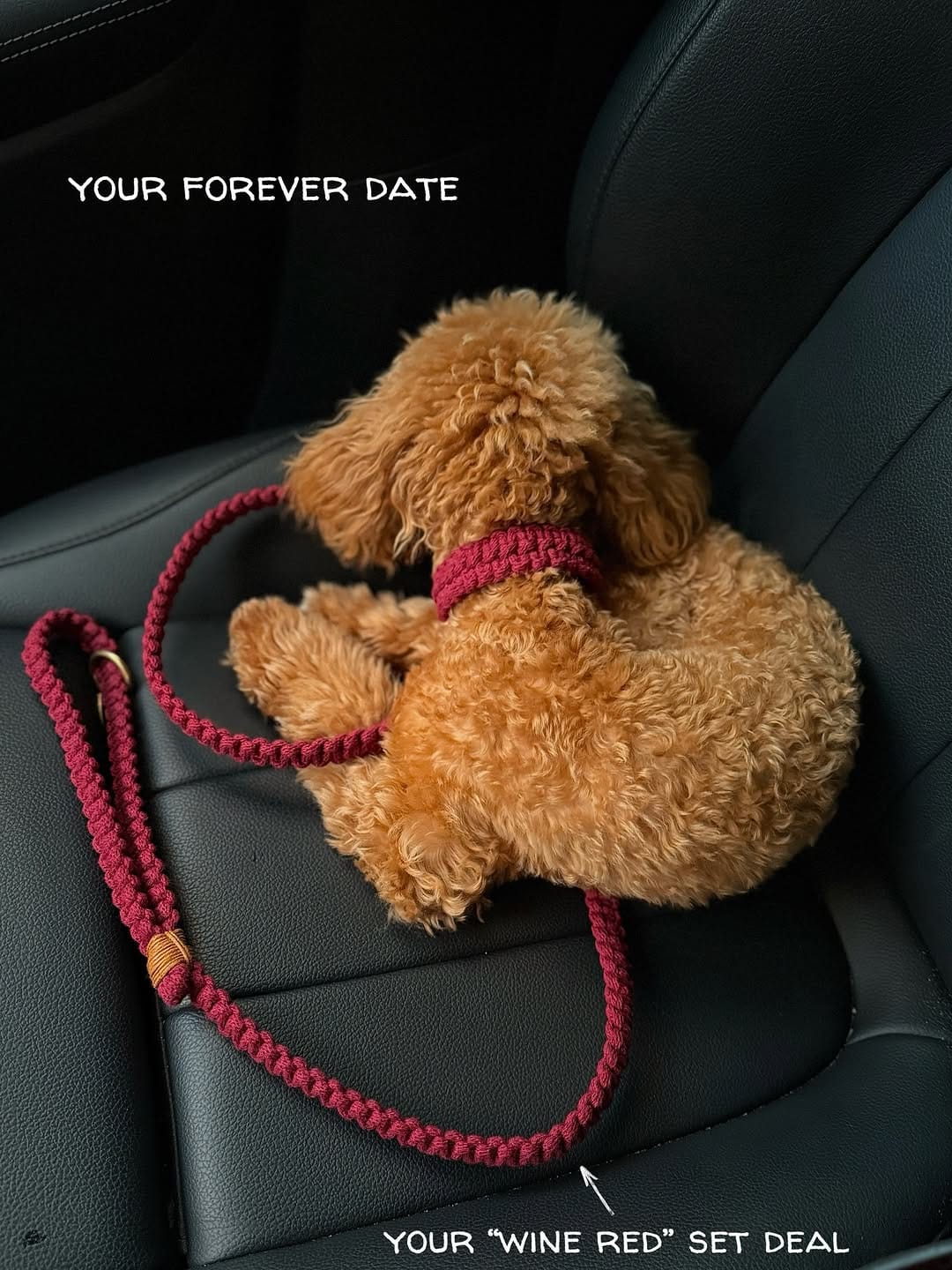 Post 3 by Sustainable & Eco-friendly Dog Brand on Instagram (carousel)