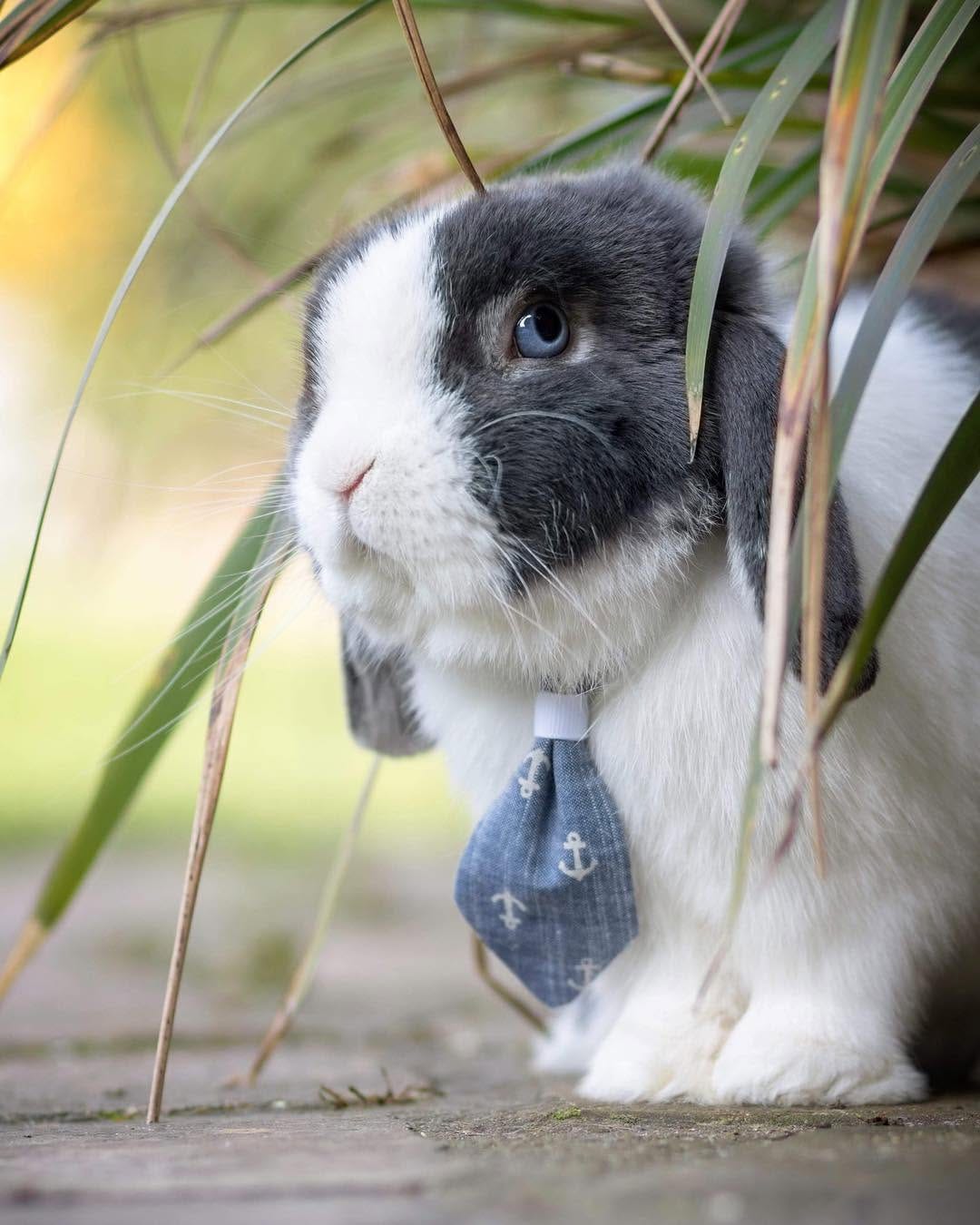 Post 2 by @buttercupbunniesest16 on Instagram (image)