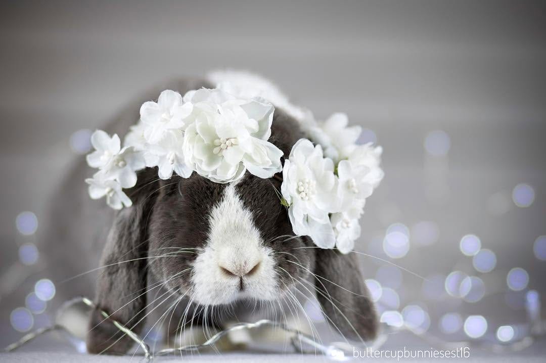 Post 6 by @buttercupbunniesest16 on Instagram (image)
