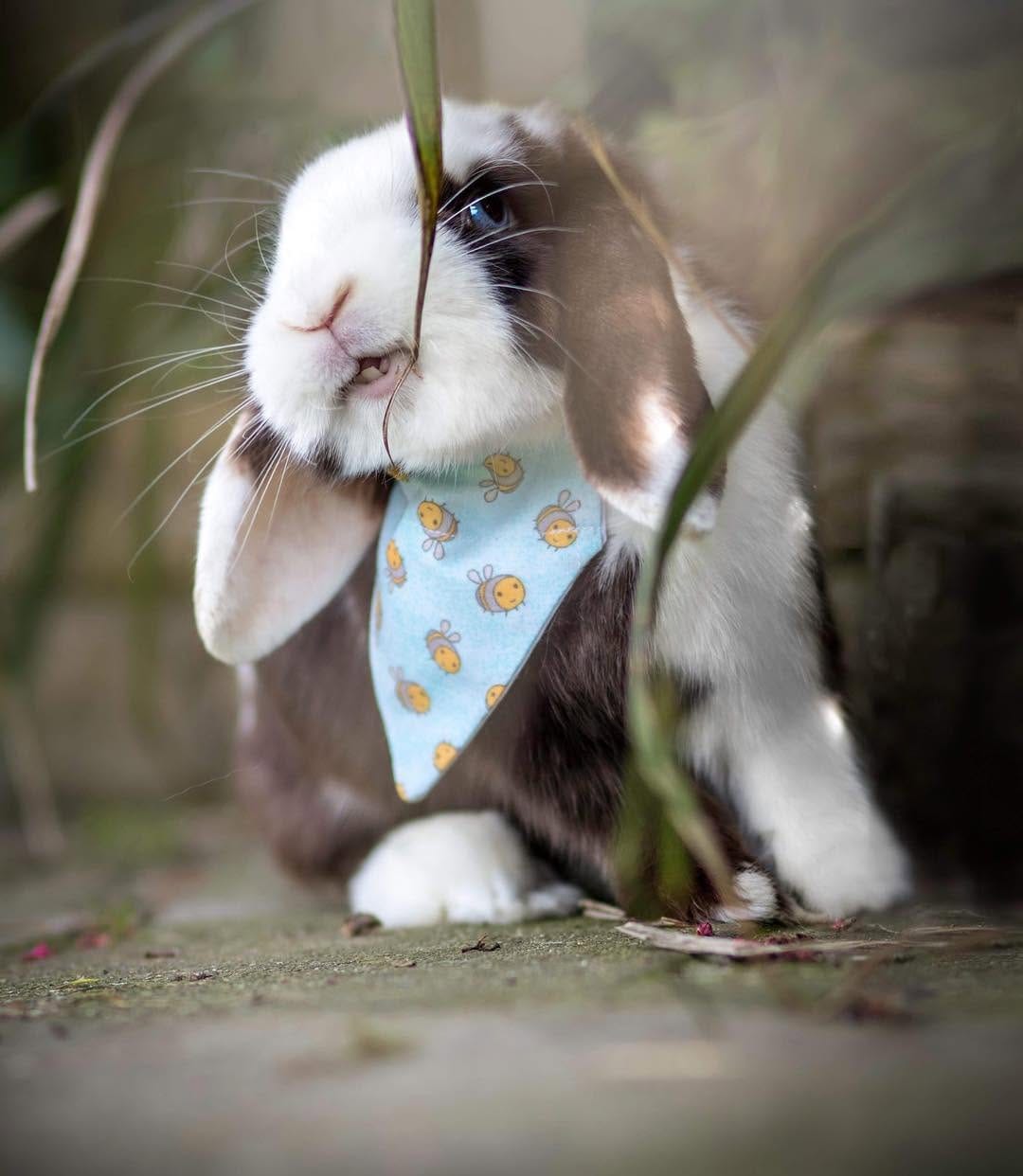 Post 3 by @buttercupbunniesest16 on Instagram (image)