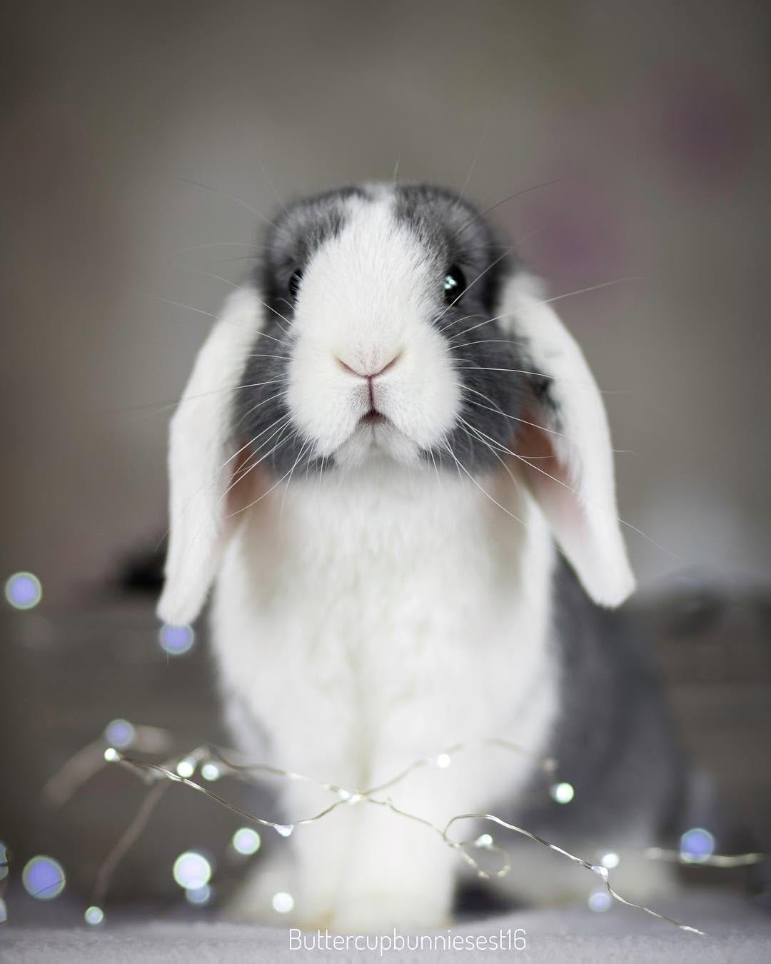 Post 9 by @buttercupbunniesest16 on Instagram (image)