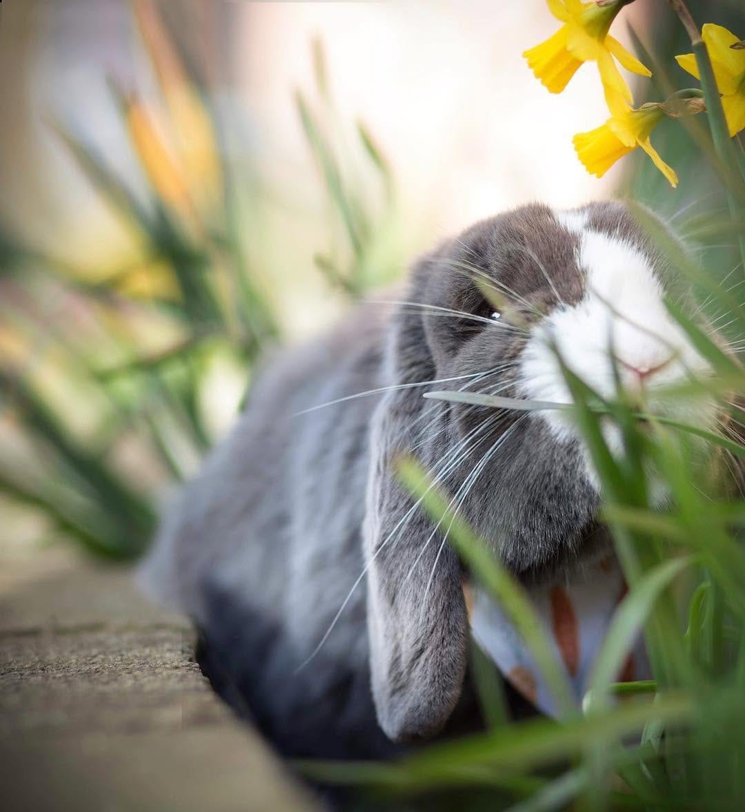 Post 4 by @buttercupbunniesest16 on Instagram (image)