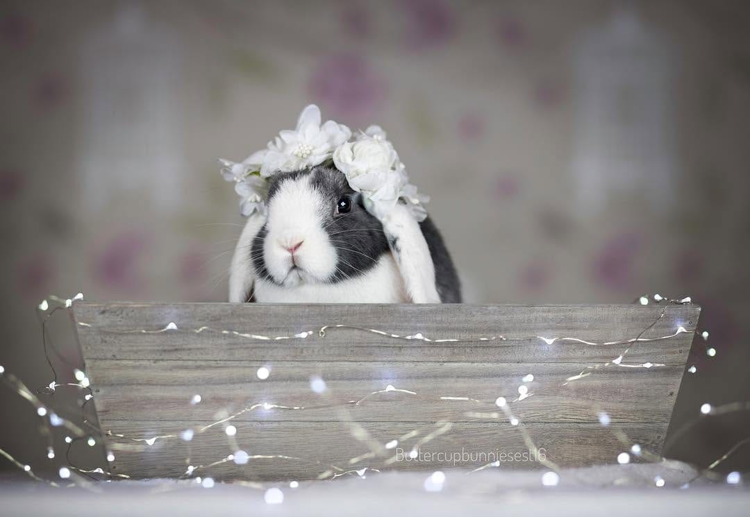 Post 10 by @buttercupbunniesest16 on Instagram (image)
