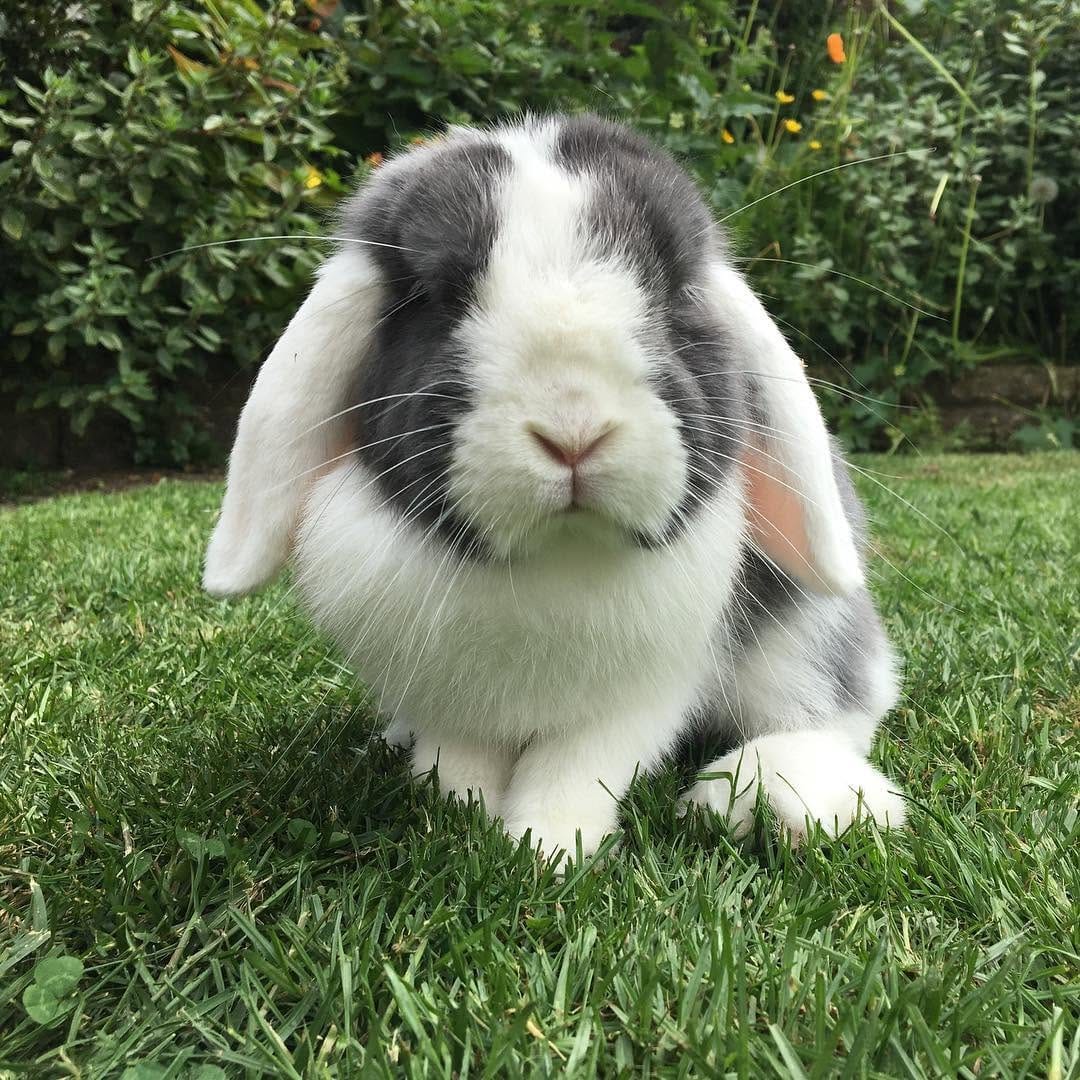 Post 1 by @buttercupbunniesest16 on Instagram (image)