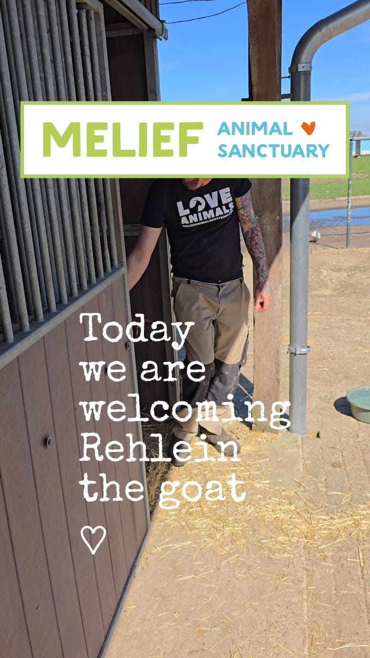 Post 7 by Melief Animal Sanctuary on Instagram (video)