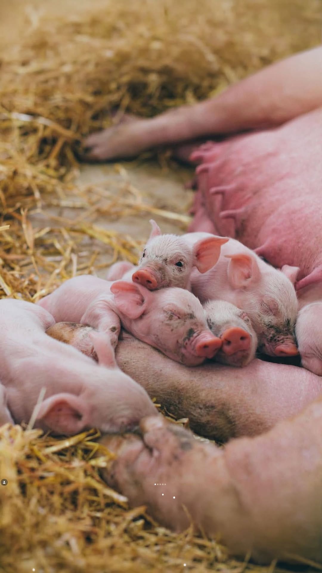 Post 3 by Melief Animal Sanctuary on Instagram (video)
