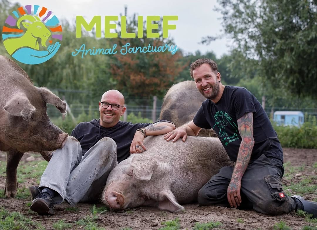 Post 4 by Melief Animal Sanctuary on Instagram (image)