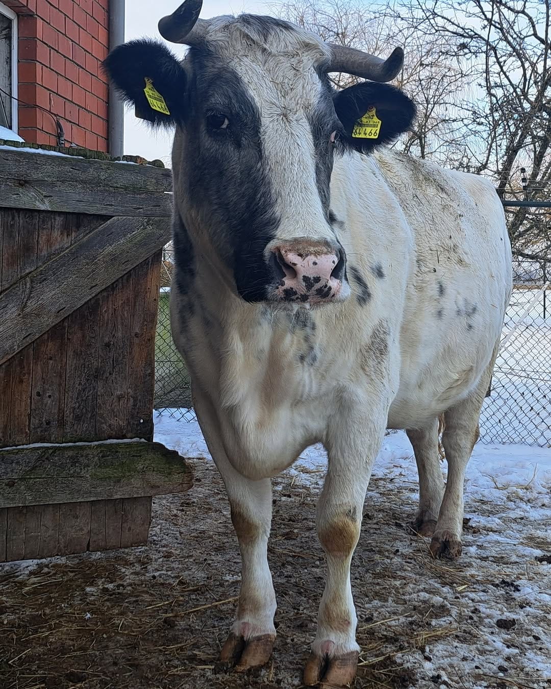 Post 9 by Melief Animal Sanctuary on Instagram (image)