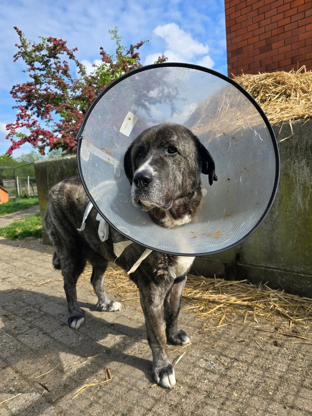 Post 2 by Melief Animal Sanctuary on Instagram (carousel)