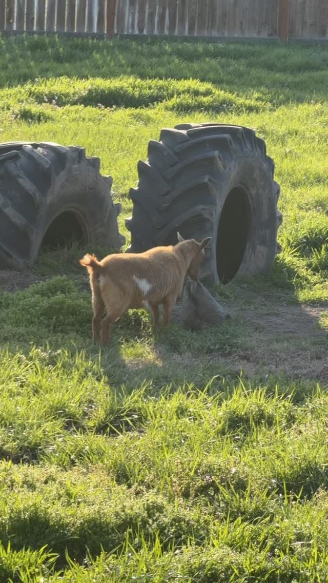 Post 4 by Tony Cappocchi on Instagram (video)