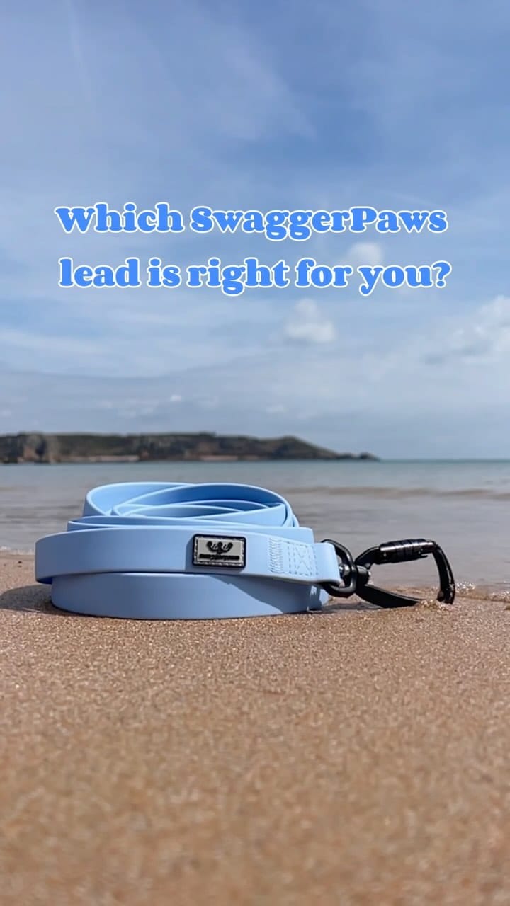 Post 9 by SwaggerPaws on Instagram (video)