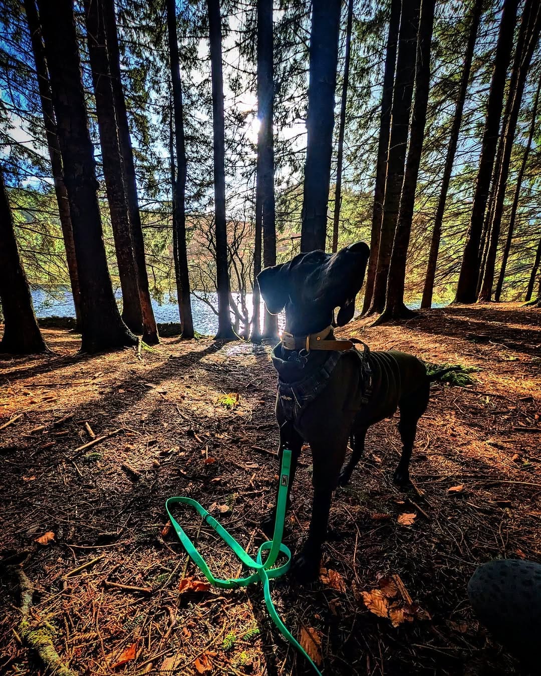 Post 2 by SwaggerPaws on Instagram (carousel)