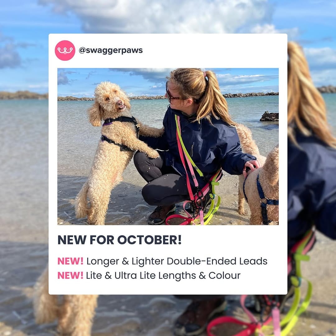 Post 4 by SwaggerPaws on Instagram (carousel)