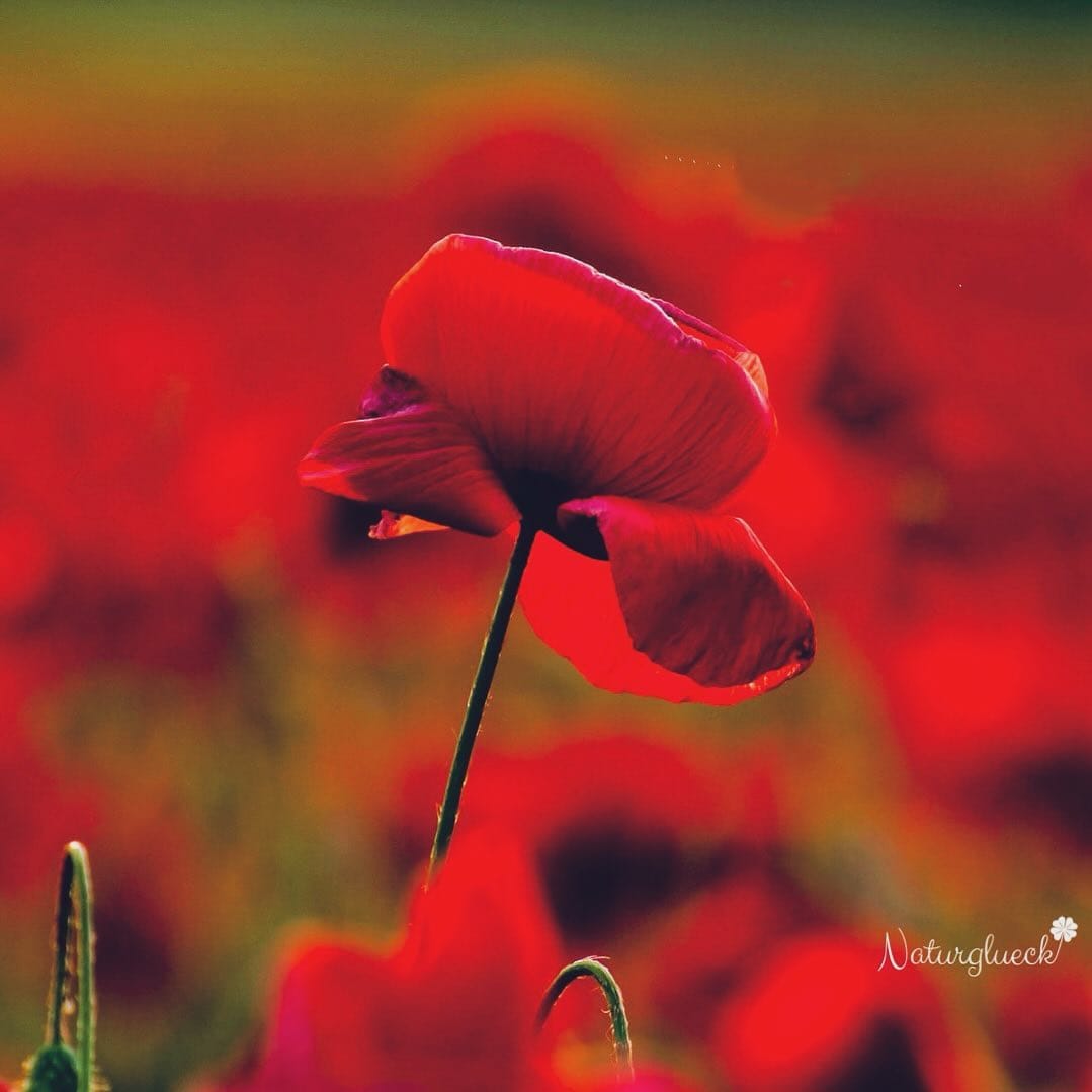 Post 2 by Claudia und Luisa 🌷 on Instagram (image)