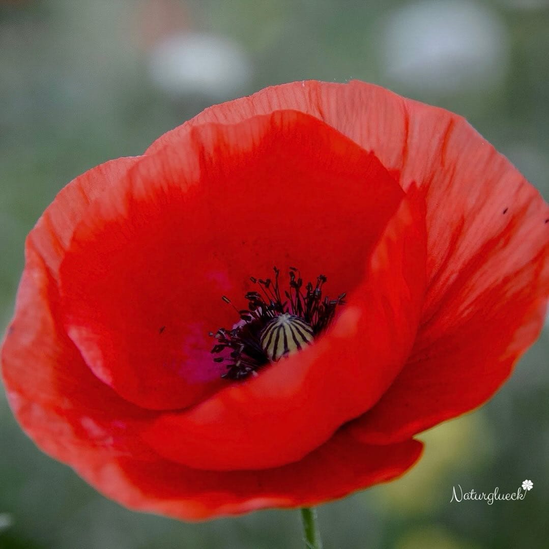 Post 3 by Claudia und Luisa 🌷 on Instagram (image)