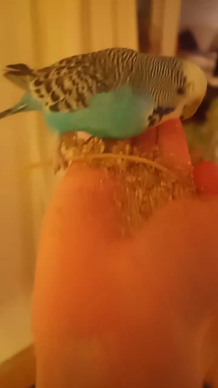 Post 1 by @budgie_gang on Instagram (video)
