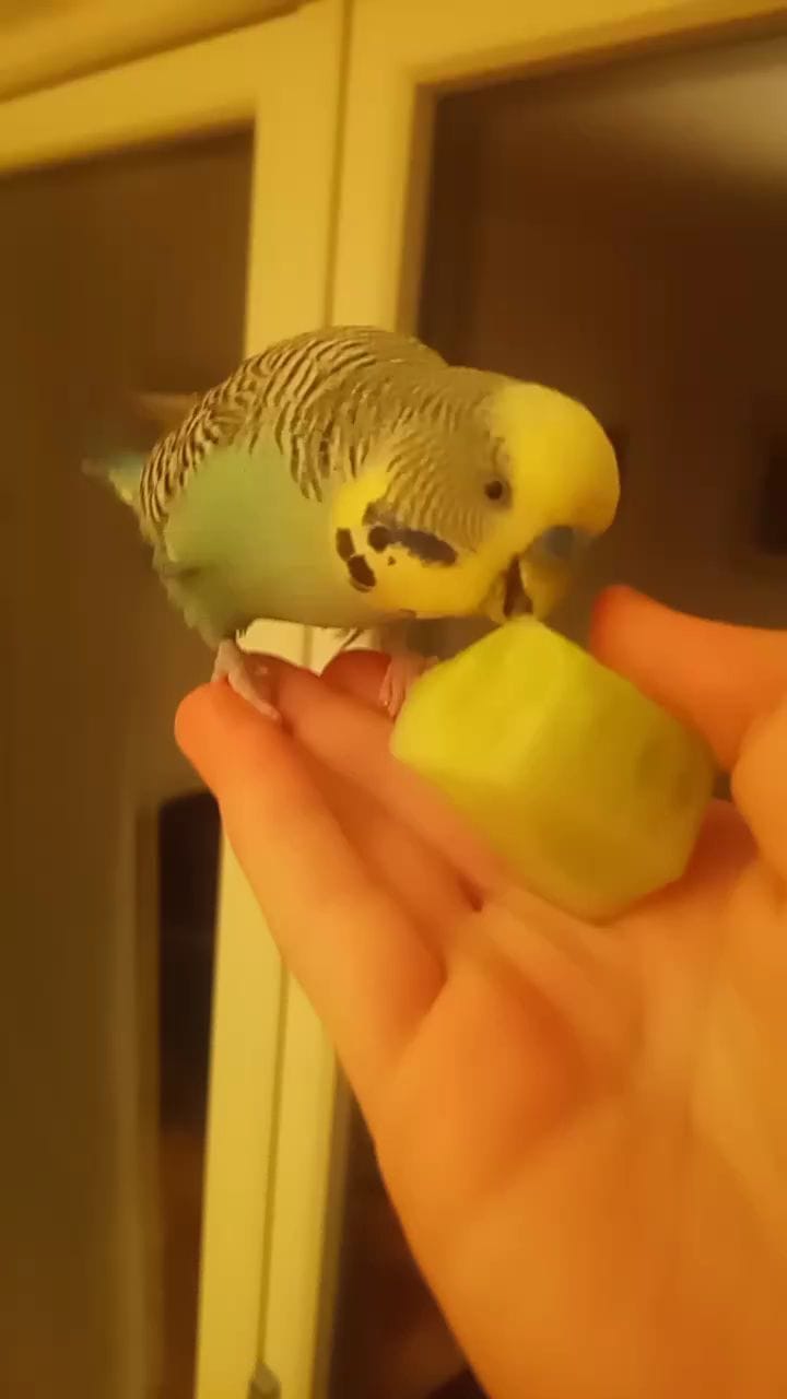 Post 5 by @budgie_gang on Instagram (video)