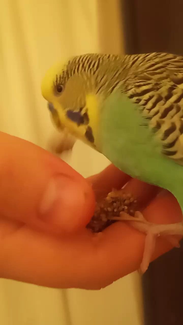 Post 4 by @budgie_gang on Instagram (video)