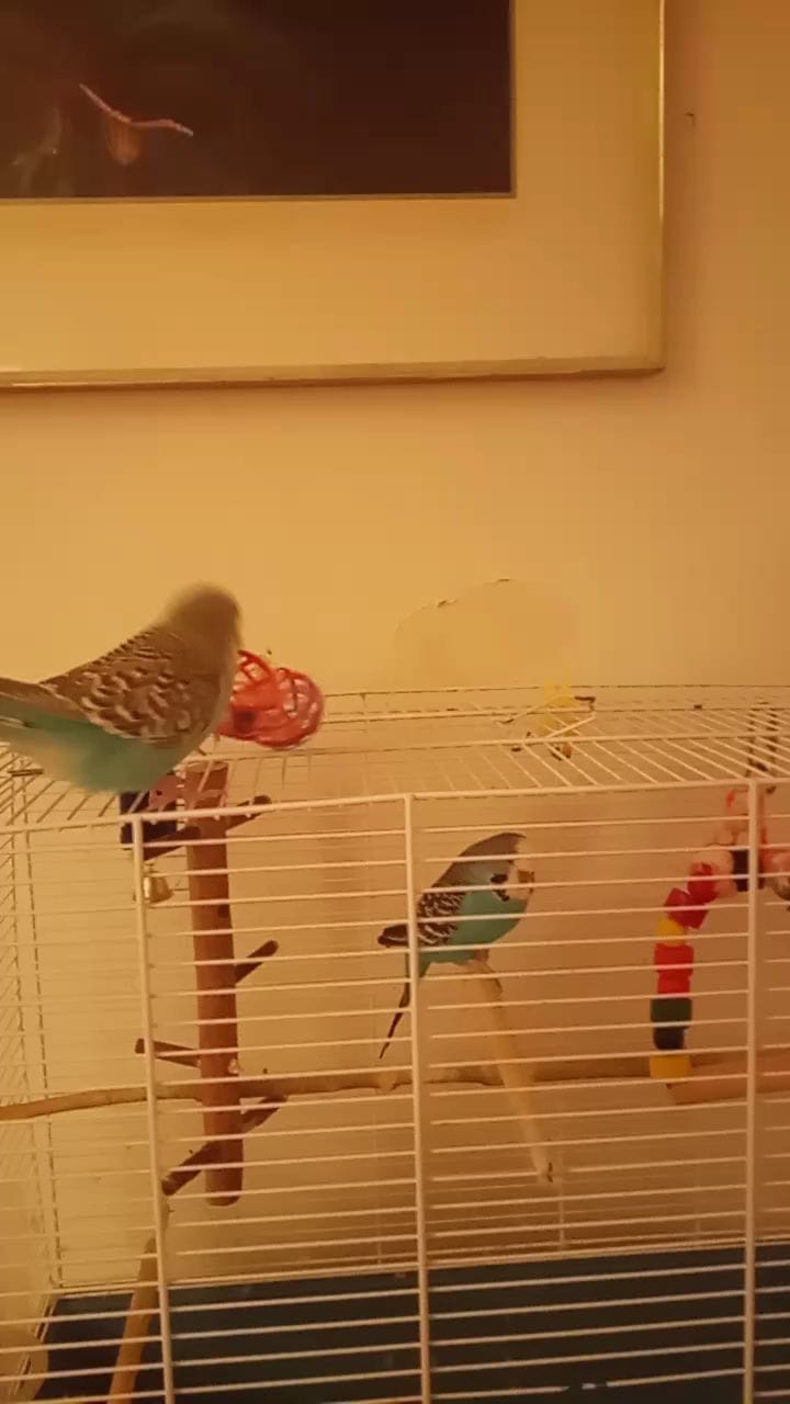 Post 2 by @budgie_gang on Instagram (video)