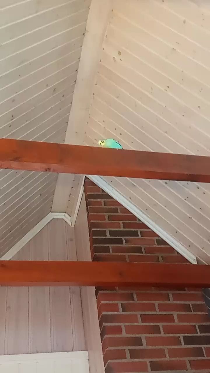 Post 3 by @budgie_gang on Instagram (video)