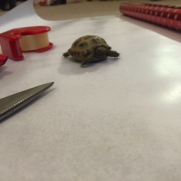 Post 9 by Sheldon 🐢 on Instagram (image)