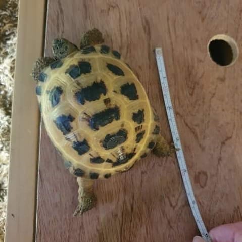 Post 3 by Sheldon 🐢 on Instagram (image)
