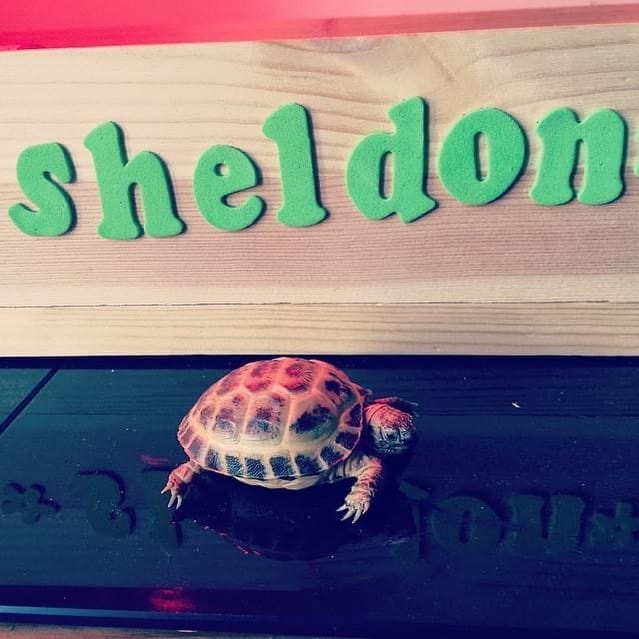 Post 1 by Sheldon 🐢 on Instagram (image)